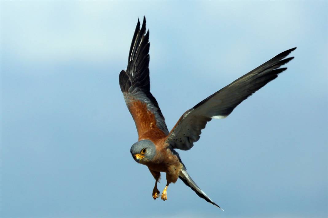 Konya’nın yırtıcı savaşçıları iş başında! Çiftçilerin doğal müttefiki 6